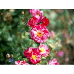 'Candy Cover'® Rosa X 'Candy Cover'® (Bunddækkerose) A-Kvalitet,- Barrods Roser Min. 3 Grene -Osmo Salgsbutik fi4024 rosa candy cover poulbico n b59b