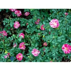 'Candy Cover'® Rosa X 'Candy Cover'® (Bunddækkerose) A-Kvalitet,- Barrods Roser Min. 3 Grene -Osmo Salgsbutik fi4024 rosa candy cover poulbico n f3d8