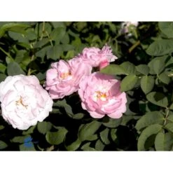 'Celestial' Rosa Alba 'Celestial' (Albarose) A-Kvalitet,- Barrods Roser Min. 3 Grene -Osmo Salgsbutik fi4048 rosa celestial 6561