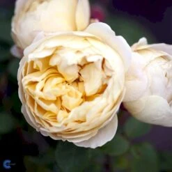 'Charles Darwin'™ Rosa X 'Charles Darwin'™ (Engelsk Rose) A-Kvalitet,- Barrods Roser Min. 3 Grene -Osmo Salgsbutik fi4062 rosa charles darwin auspeet e25f