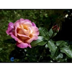 'Chicago Peace' Rosa X 'Chicago Peace' (Storblomstrende) A-Kvalitet,- Barrods Roser Min. 3 Grene -Osmo Salgsbutik fi4070 rosa chicago peace 129c