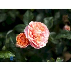 'Chippendale'® Rosa X 'Chippendale'® (Storblomstrende) A-Kvalitet,- Barrods Roser Min. 3 Grene -Osmo Salgsbutik fi4075 rosa chippendale a167