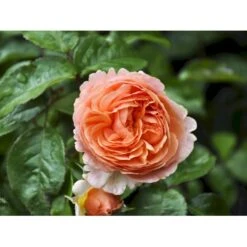 'Chippendale'® Rosa X 'Chippendale'® (Storblomstrende) A-Kvalitet,- Barrods Roser Min. 3 Grene -Osmo Salgsbutik fi4075 rosa chippendale da08