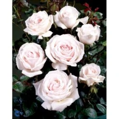 'Chloe™ Renaissance'® Rosa X 'Chloe™ Renaissance'® (Renaissancerose) A-Kvalitet,- Barrods Roser Min. 3 Grene -Osmo Salgsbutik fi4076 rosa chloe poulen003 n 02ac