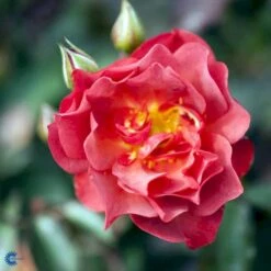 'Cinco De Mayo' Rosa X 'Cinco De Mayo' (Buketrose) A-Kvalitet,- Barrods Roser Min. 3 Grene -Osmo Salgsbutik fi4082 rosa cinco de mayo r wekcobeju 18a5