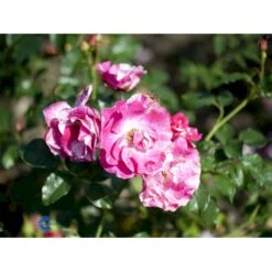 'Concert'™ (Syn. 'Calypso'™) Rosa X 'Concert'™ (Slyngrose) A-Kvalitet,- Barrods Roser Min. 3 Grene -Osmo Salgsbutik fi4107 rosa concert poulclimb n 1481