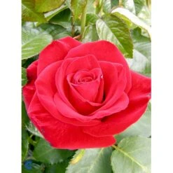 'Courage'™ Rosa X 'Courage'™ (Storblomstrende) A-Kvalitet,- Barrods Roser Min. 3 Grene -Osmo Salgsbutik fi4125 rosa courage poulduf n 2639