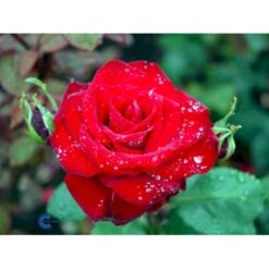'Courage'™ Rosa X 'Courage'™ (Storblomstrende) A-Kvalitet,- Barrods Roser Min. 3 Grene -Osmo Salgsbutik fi4125 rosa courage poulduf n 88ac