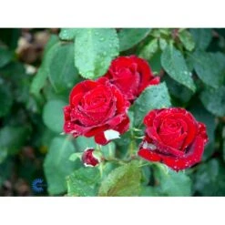 'Courage'™ Rosa X 'Courage'™ (Storblomstrende) A-Kvalitet,- Barrods Roser Min. 3 Grene -Osmo Salgsbutik fi4125 rosa courage poulduf n b57d