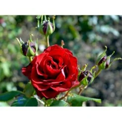 'Courage'™ Rosa X 'Courage'™ (Storblomstrende) A-Kvalitet,- Barrods Roser Min. 3 Grene -Osmo Salgsbutik fi4125 rosa courage poulduf n bbd0