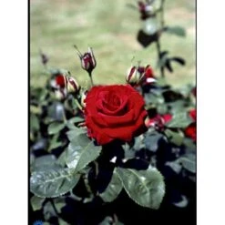 'Courage'™ Rosa X 'Courage'™ (Storblomstrende) A-Kvalitet,- Barrods Roser Min. 3 Grene -Osmo Salgsbutik fi4125 rosa courage poulduf n e8c6