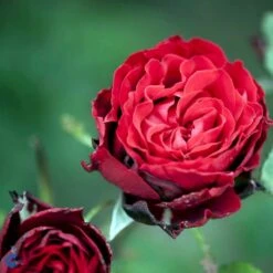 'Courage'™ Rosa X 'Courage'™ (Storblomstrende) A-Kvalitet,- Barrods Roser Min. 3 Grene -Osmo Salgsbutik fi4125 rosa courage poulduf n fae8