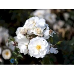 'Diamond Border'® Rosa X 'Diamond Border'® (Bunddækkerose) A-Kvalitet,- Barrods Roser Min. 3 Grene -Osmo Salgsbutik fi4154 rosa diamond border pouldiram n 4616