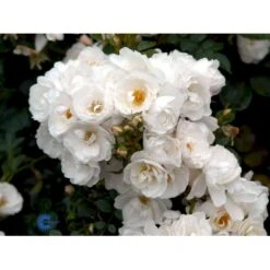 'Diamond Border'® Rosa X 'Diamond Border'® (Bunddækkerose) A-Kvalitet,- Barrods Roser Min. 3 Grene -Osmo Salgsbutik fi4154 rosa diamond border pouldiram n 7984