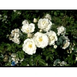 'Diamond Border'® Rosa X 'Diamond Border'® (Bunddækkerose) A-Kvalitet,- Barrods Roser Min. 3 Grene -Osmo Salgsbutik fi4154 rosa diamond border pouldiram n a7bc