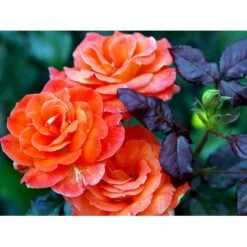 'Dronning Ingrid'™ Rosa X 'Dronning Ingrid'™ (storblomstrende) A-Kvalitet,- Barrods Roser Min. 3 Grene -Osmo Salgsbutik fi4173 rosa dronning ingrid poulgrena 325c