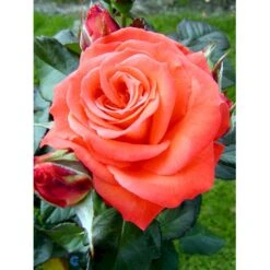'Dronning Ingrid'™ Rosa X 'Dronning Ingrid'™ (storblomstrende) A-Kvalitet,- Barrods Roser Min. 3 Grene -Osmo Salgsbutik fi4173 rosa dronning ingrid poulgrena 3af5