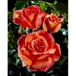 'Dronning Ingrid'™ Rosa X 'Dronning Ingrid'™ (storblomstrende) A-Kvalitet,- Barrods Roser Min. 3 Grene -Osmo Salgsbutik fi4173 rosa dronning ingrid poulgrena 8721