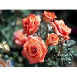 'Dronning Ingrid'™ Rosa X 'Dronning Ingrid'™ (storblomstrende) A-Kvalitet,- Barrods Roser Min. 3 Grene -Osmo Salgsbutik fi4173 rosa dronning ingrid poulgrena 88cf