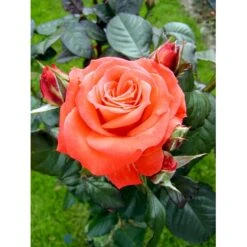 'Dronning Ingrid'™ Rosa X 'Dronning Ingrid'™ (storblomstrende) A-Kvalitet,- Barrods Roser Min. 3 Grene -Osmo Salgsbutik fi4173 rosa dronning ingrid poulgrena 8fe5
