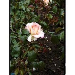'Dronning Ingrid'™ Rosa X 'Dronning Ingrid'™ (storblomstrende) A-Kvalitet,- Barrods Roser Min. 3 Grene -Osmo Salgsbutik fi4173 rosa dronning ingrid poulgrena b7c9