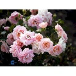'Dronning Margrethe'™ Rosa X 'Dronning Margrethe'™ (Palacerose) A-Kvalitet,- Barrods Roser Min. 3 Grene -Osmo Salgsbutik fi4174 rosa dronning margrethe poulskov n 1aac