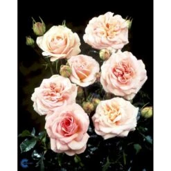 'Dronning Margrethe'™ Rosa X 'Dronning Margrethe'™ (Palacerose) A-Kvalitet,- Barrods Roser Min. 3 Grene -Osmo Salgsbutik fi4174 rosa dronning margrethe poulskov n e963