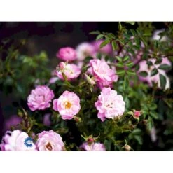 'Easy Cover'® Rosa X 'Easy Cover'® (Bunddækkerose) A-Kvalitet,- Barrods Roser Min. 3 Grene -Osmo Salgsbutik fi4189 rosa easy cover pouleas n 2ac2