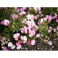 'Easy Cover'® Rosa X 'Easy Cover'® (Bunddækkerose) A-Kvalitet,- Barrods Roser Min. 3 Grene -Osmo Salgsbutik fi4189 rosa easy cover pouleas n a275