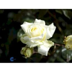'Elfe'® Rosa X 'Elfe'® (Slyngrose) A-Kvalitet,- Barrods Roser Min. 3 Grene -Osmo Salgsbutik fi4201 rosa elfe r f191