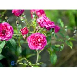 'Elmshorn'® Rosa X 'Elmshorn'® (Buskrose) A-Kvalitet,- Barrods Roser Min. 3 Grene -Osmo Salgsbutik fi4209 rosa elmshorn 2864