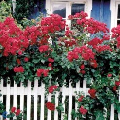 'Elmshorn'® Rosa X 'Elmshorn'® (Buskrose) A-Kvalitet,- Barrods Roser Min. 3 Grene -Osmo Salgsbutik fi4209 rosa elmshorn c6a7