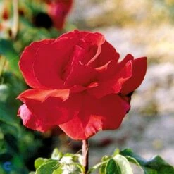 'Erotika'® Rosa X 'Erotika'® (Storblomstrende) A-Kvalitet,- Barrods Roser Min. 3 Grene -Osmo Salgsbutik fi4220 rosa erotika 5b6b