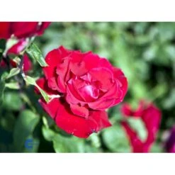 'Erotika'® Rosa X 'Erotika'® (Storblomstrende) A-Kvalitet,- Barrods Roser Min. 3 Grene -Osmo Salgsbutik fi4220 rosa erotika fa72