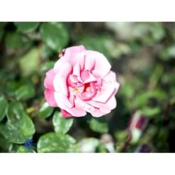 'Étude' Rosa X 'Étude' (Buskrose) A-Kvalitet,- Barrods Roser Min. 3 Grene -Osmo Salgsbutik fi4229 rosa etude 24e3