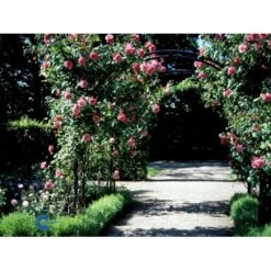 'Étude' Rosa X 'Étude' (Buskrose) A-Kvalitet,- Barrods Roser Min. 3 Grene -Osmo Salgsbutik fi4229 rosa etude 7137