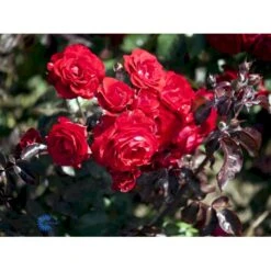 'Europeana' Rosa X 'Europeana' (Buketrose) A-Kvalitet,- Barrods Roser Min. 3 Grene -Osmo Salgsbutik fi4231 rosa europeana 09c0