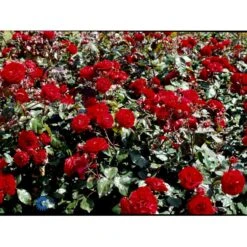 'Europeana' Rosa X 'Europeana' (Buketrose) A-Kvalitet,- Barrods Roser Min. 3 Grene -Osmo Salgsbutik fi4231 rosa europeana 5388