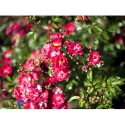 'Fairy Dance' Rosa X 'Fairy Dance' (Bunddækkerose) A-Kvalitet,- Barrods Roser Min. 3 Grene -Osmo Salgsbutik fi4245 rosa fairy dance 8d41