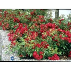 'Fairy Dance' Rosa X 'Fairy Dance' (Bunddækkerose) A-Kvalitet,- Barrods Roser Min. 3 Grene -Osmo Salgsbutik fi4245 rosa fairy dance eb18