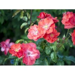 'Feuerwerk'® Rosa X 'Feuerwerk'® (Buskrose) A-Kvalitet,- Barrods Roser Min. 3 Grene -Osmo Salgsbutik fi4261 rosa feuerwerk 5488