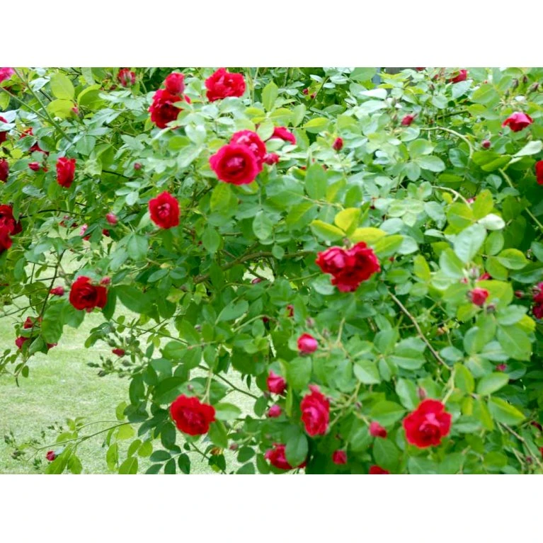 'Flammentanz'® Rosa X 'Flammentanz'® (Slyngrose) A-Kvalitet,- Barrods Roser Min. 3 Grene 8 'Flammentanz'® Rosa X 'Flammentanz'® (Slyngrose) A-Kvalitet,- Barrods Roser Min. 3 Grene - Billede 8