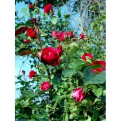 'Flammentanz'® Rosa X 'Flammentanz'® (Slyngrose) A-Kvalitet,- Barrods Roser Min. 3 Grene 17 'Flammentanz'® Rosa X 'Flammentanz'® (Slyngrose) A-Kvalitet,- Barrods Roser Min. 3 Grene -Osmo Salgsbutik fi4266 rosa flammentanz 83f0
