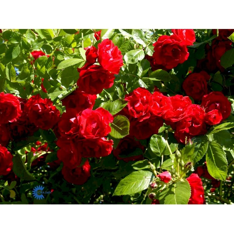 'Flammentanz'® Rosa X 'Flammentanz'® (Slyngrose) A-Kvalitet,- Barrods Roser Min. 3 Grene 10 'Flammentanz'® Rosa X 'Flammentanz'® (Slyngrose) A-Kvalitet,- Barrods Roser Min. 3 Grene - Billede 10
