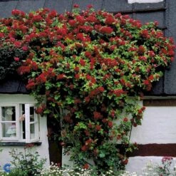 'Flammentanz'® Rosa X 'Flammentanz'® (Slyngrose) A-Kvalitet,- Barrods Roser Min. 3 Grene 21 'Flammentanz'® Rosa X 'Flammentanz'® (Slyngrose) A-Kvalitet,- Barrods Roser Min. 3 Grene -Osmo Salgsbutik fi4266 rosa flammentanz b90a