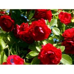 'Flammentanz'® Rosa X 'Flammentanz'® (Slyngrose) A-Kvalitet,- Barrods Roser Min. 3 Grene 19 'Flammentanz'® Rosa X 'Flammentanz'® (Slyngrose) A-Kvalitet,- Barrods Roser Min. 3 Grene -Osmo Salgsbutik fi4266 rosa flammentanz ca13