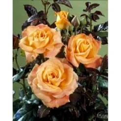 'Flora Danica'™ Rosa X 'Flora Danica'™ (Storblomstrende) A-Kvalitet,- Barrods Roser Min. 3 Grene -Osmo Salgsbutik fi4271 rosa flora danica poulrim n 42b3