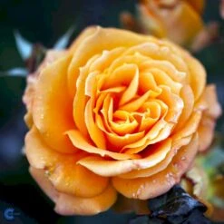 'Flora Danica'™ Rosa X 'Flora Danica'™ (Storblomstrende) A-Kvalitet,- Barrods Roser Min. 3 Grene -Osmo Salgsbutik fi4271 rosa flora danica poulrim n 569a