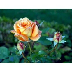 'Flora Danica'™ Rosa X 'Flora Danica'™ (Storblomstrende) A-Kvalitet,- Barrods Roser Min. 3 Grene -Osmo Salgsbutik fi4271 rosa flora danica poulrim n b2f6