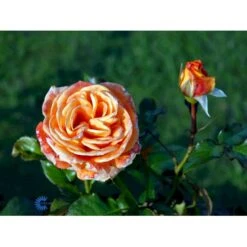 'Flora Danica'™ Rosa X 'Flora Danica'™ (Storblomstrende) A-Kvalitet,- Barrods Roser Min. 3 Grene -Osmo Salgsbutik fi4271 rosa flora danica poulrim n c2db